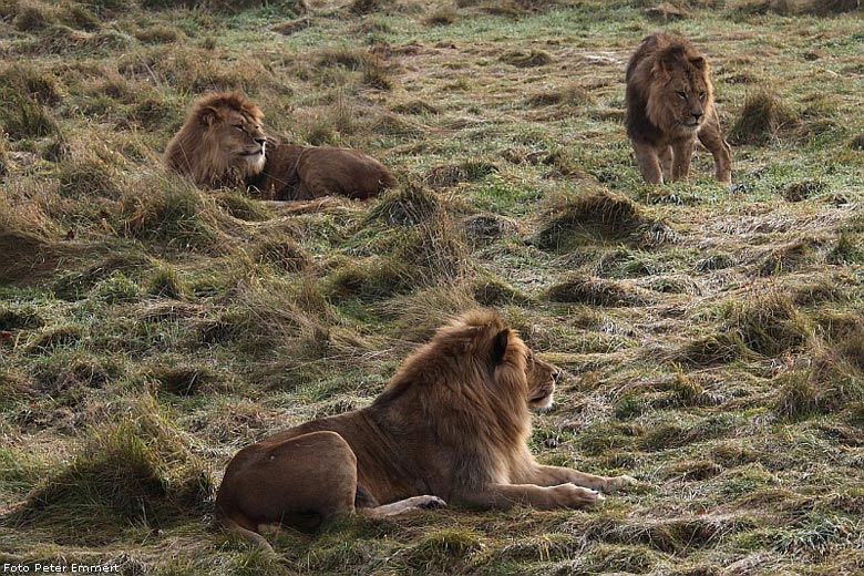 Drei Junglöwen im Zoo Wuppertal im November 2008 (Foto Peter Emmert)