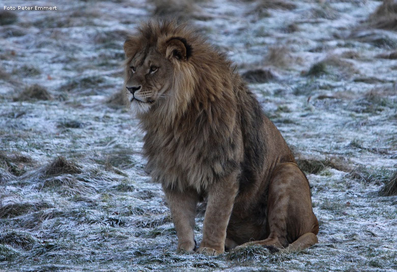 Männlicher Junglöwe im Zoo Wuppertal im Dezember 2008 (Foto Peter Emmert)