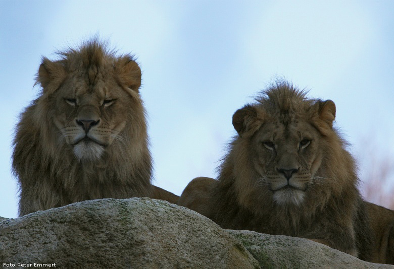 Zwei Junglöwen im Zoologischen Garten Wuppertal im Dezember 2008 (Foto Peter Emmert)