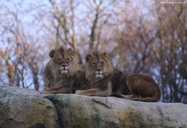 Zwei Junglöwen auf dem Felsen im Wuppertaler Zoo im Dezember 2008 (Foto Peter Emmert)