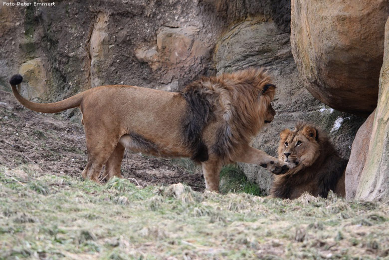 Männliche Junglöwen im Zoo Wuppertal im Februar 2009 (Foto Peter Emmert)