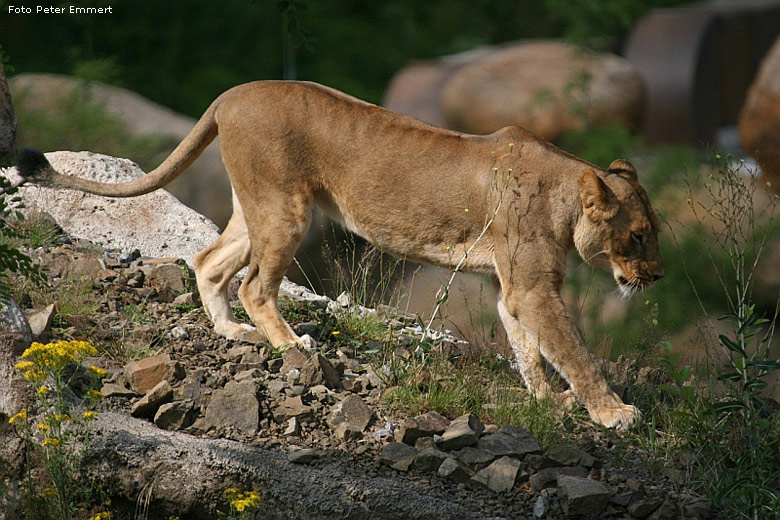 Löwin im Zoologischen Garten Wuppertal im Juli 2008 (Foto Peter Emmert)