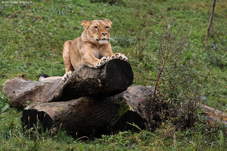 Löwin im Zoo Wuppertal im November 2008 (Foto Peter Emmert)