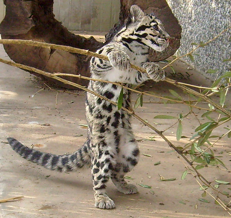 Junger Nebelparder im Zoo Wuppertal am 15. Februar 2010