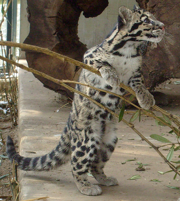 Junger Nebelparder im Zoologischen Garten Wuppertal am 15. Februar 2010