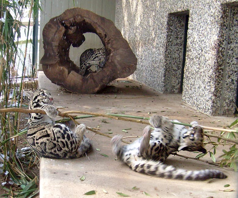 Junge Nebelparder im Zoo Wuppertal am 15. Februar 2010