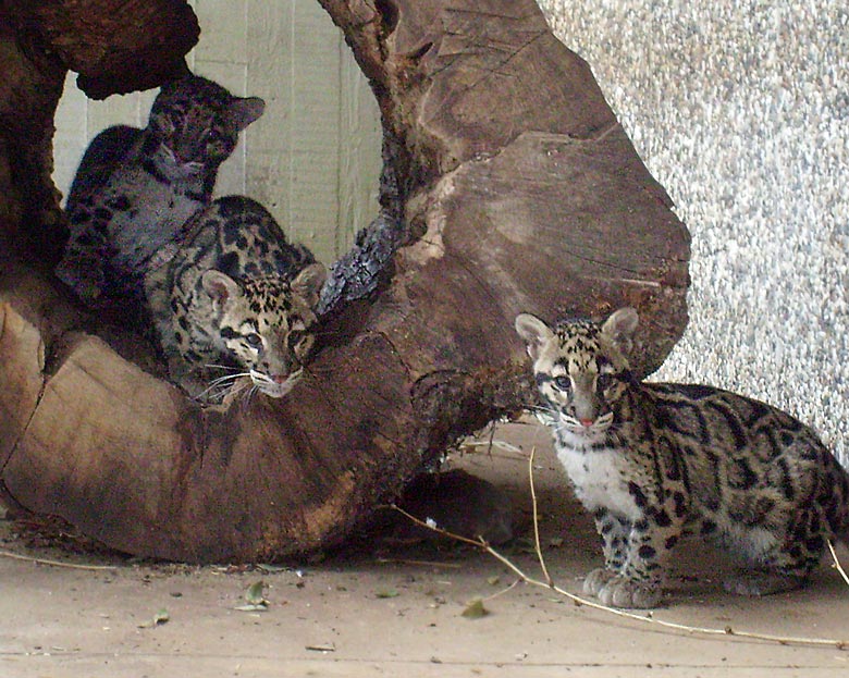 Junge Nebelparder im Zoologischen Garten Wuppertal am 15. Februar 2010