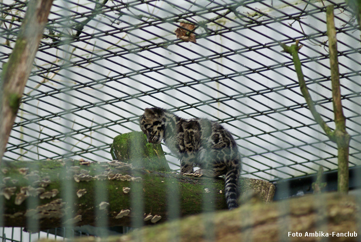 Nebelparder Jungtier "Ambika" im Wuppertaler Zoo am 29. November 2011 (Foto Ambika-Fanclub)