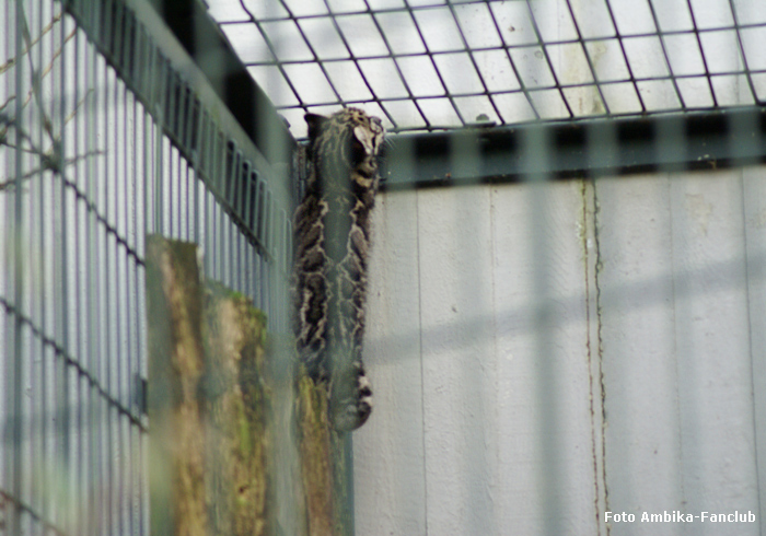 Nebelparder Jungtier "Ambika" im Zoologischen Garten Wuppertal am 29. November 2011 (Foto Ambika-Fanclub)