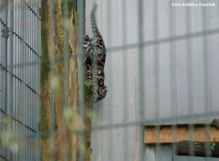 Nebelparder Jungtier "Ambika" im Wuppertaler Zoo am 29. November 2011 (Foto Ambika-Fanclub)