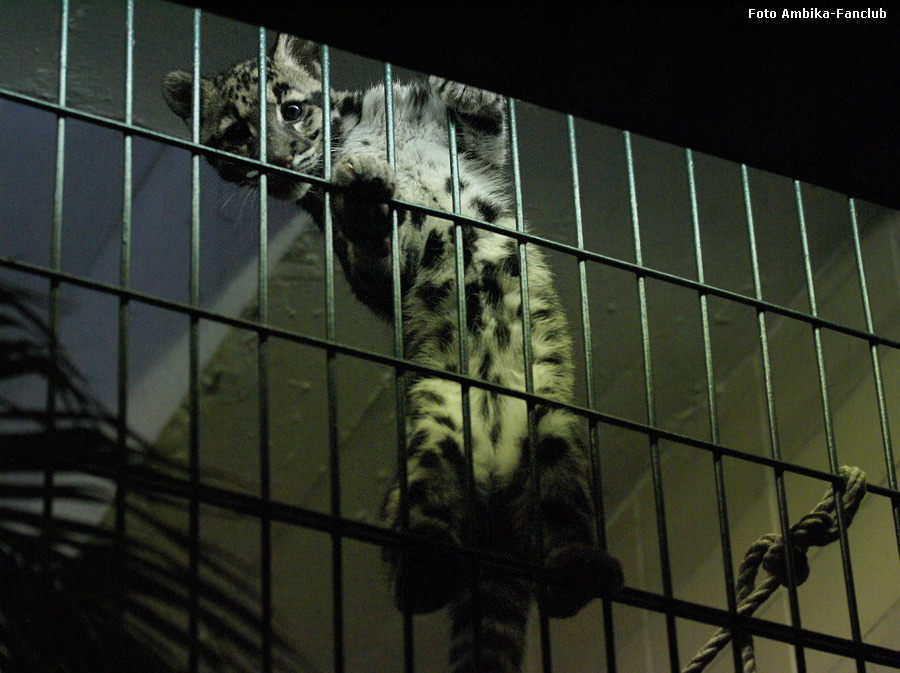 Nebelparder Jungtier AMBIKA im Zoo Wuppertal am 15. Januar 2012 (Foto Ambika-Fanclub)