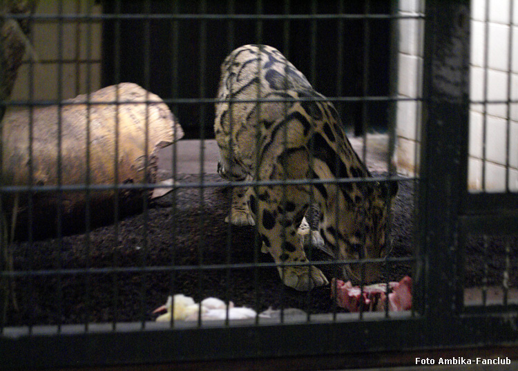 Nebelparder im Wuppertaler Zoo am 22. Januar 2012 (Foto Ambika-Fanclub)