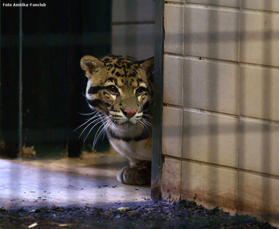 Nebelparder Vater KAPUAS im Zoo Wuppertal im Februar 2012 (Foto Ambika-Fanclub)