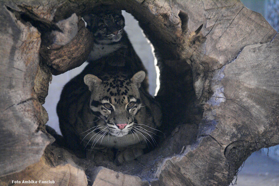 Nebelparder Jungtier AMBIKA mit Vater KAPUAS im Wuppertaler Zoo im Februar 2012 (Foto Ambika-Fanclub)