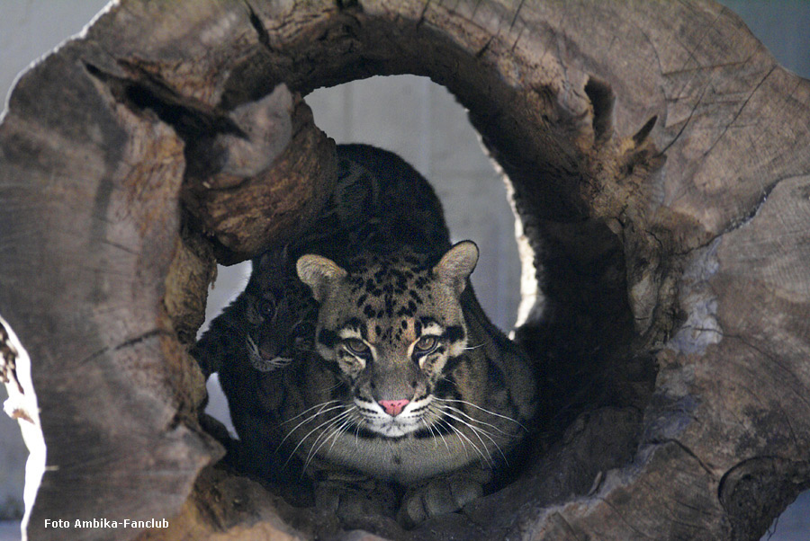 Nebelparder Jungtier AMBIKA mit Vater KAPUAS im Zoo Wuppertal im Februar 2012 (Foto Ambika-Fanclub)