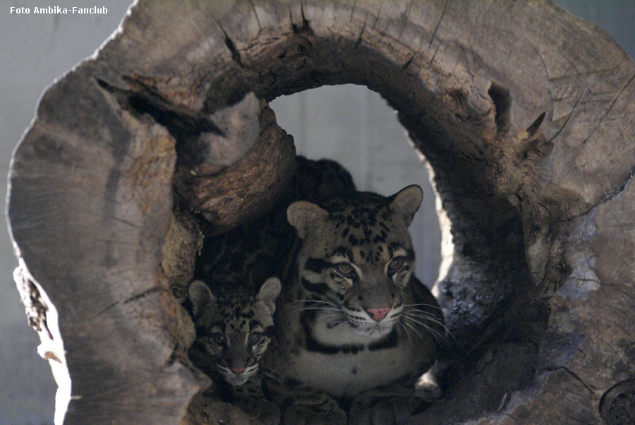 Nebelparder Jungtier AMBIKA mit Vater KAPUAS im Zoologischen Garten Wuppertal im Februar 2012 (Foto Ambika-Fanclub)