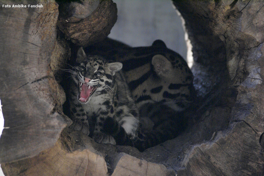 Nebelparder Jungtier AMBIKA im Wuppertaler Zoo im Februar 2012 (Foto Ambika-Fanclub)