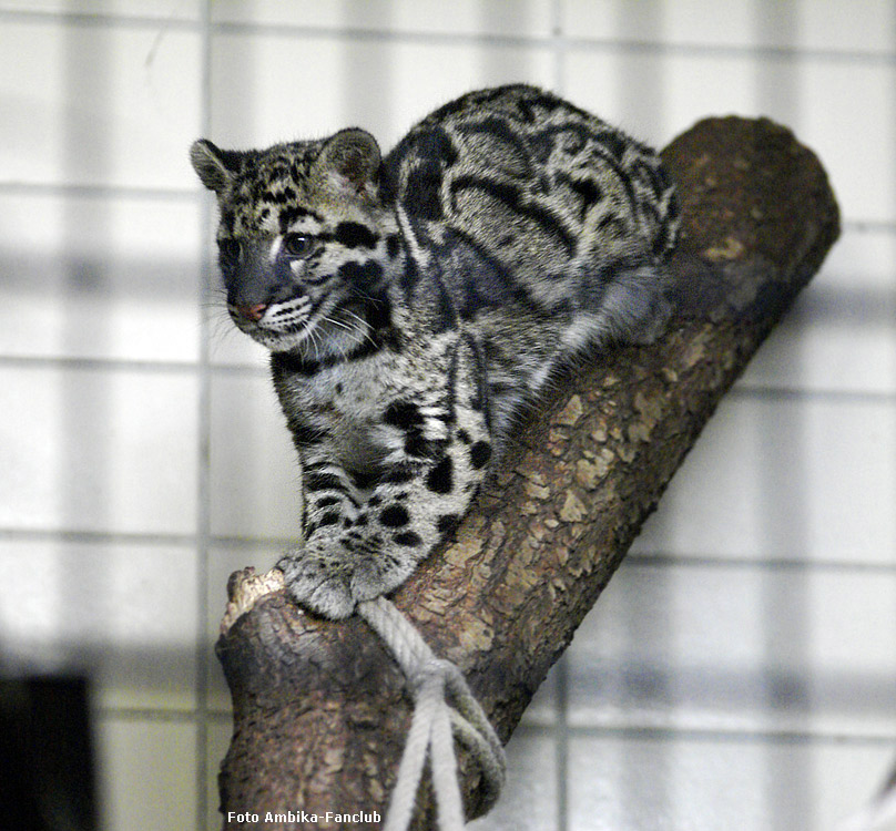 Nebelparder Jungtier AMBIKA im Wuppertaler Zoo im Februar 2012 (Foto Ambika-Fanclub)