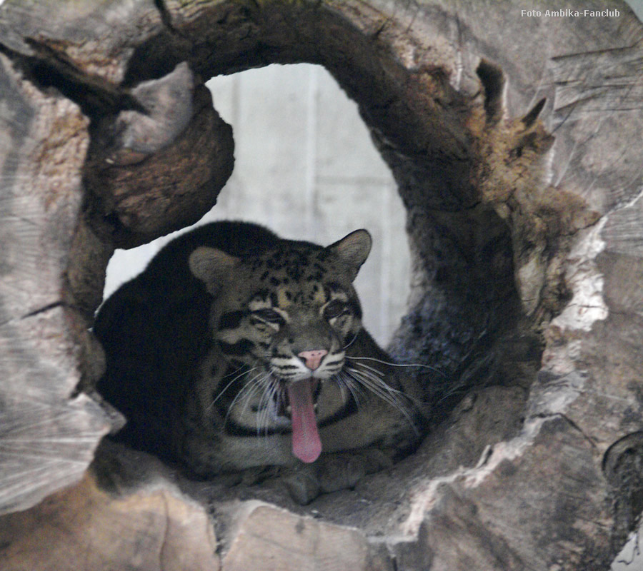 Nebelparder Vater KAPUAS im Zoo Wuppertal im März 2012 (Foto Ambika-Fanclub)