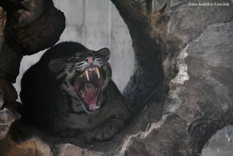 Nebelparder Vater KAPUAS im Wuppertaler Zoo im März 2012 (Foto Ambika-Fanclub)