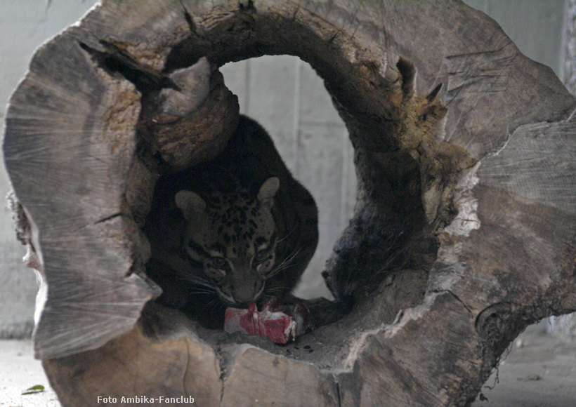 Nebelparder Vater KAPUAS im Zoologischen Garten Wuppertal im März 2012 (Foto Ambika-Fanclub)