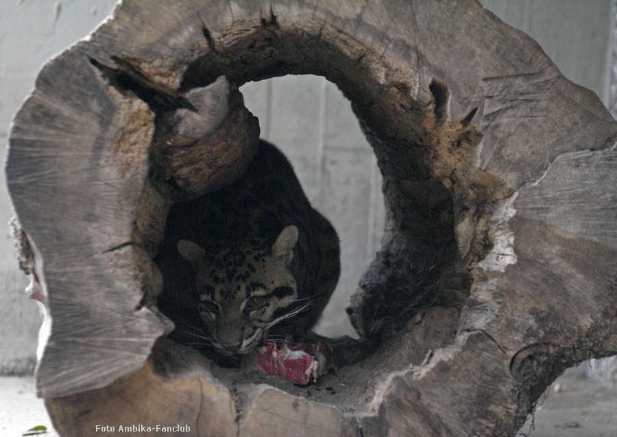 Nebelparder Vater KAPUAS im Zoo Wuppertal im März 2012 (Foto Ambika-Fanclub)