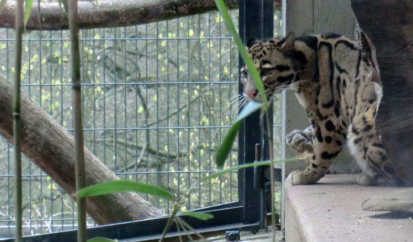 Nebelparder im Zoo Wuppertal im März 2012