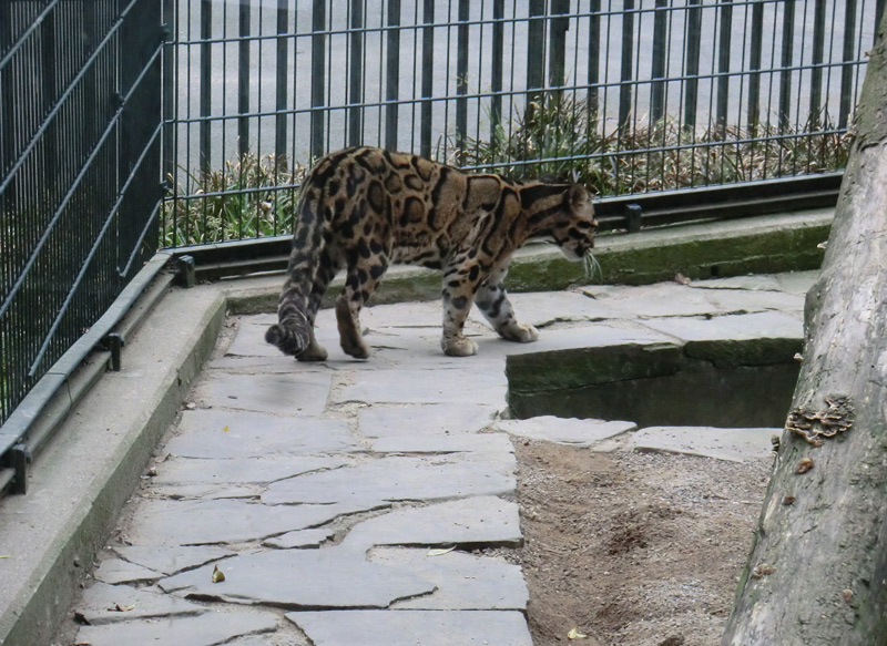 Nebelparder im Wuppertaler Zoo im März 2012