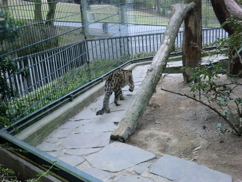 Nebelparder im Zoo Wuppertal im März 2012