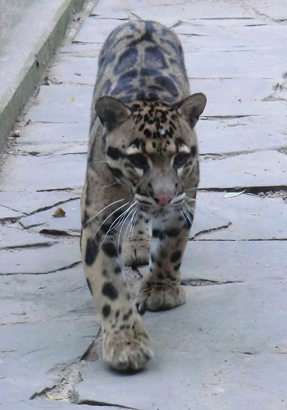 Nebelparder im Zoologischen Garten Wuppertal im März 2012