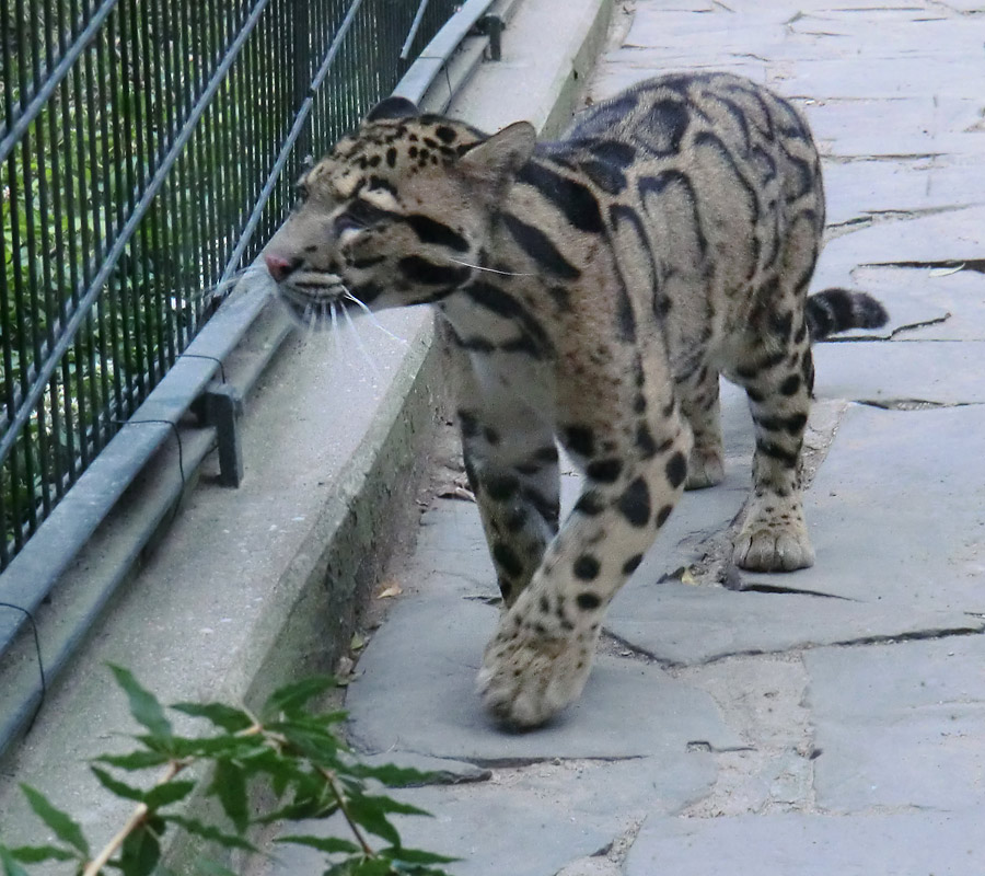 Nebelparder im Wuppertaler Zoo im März 2012