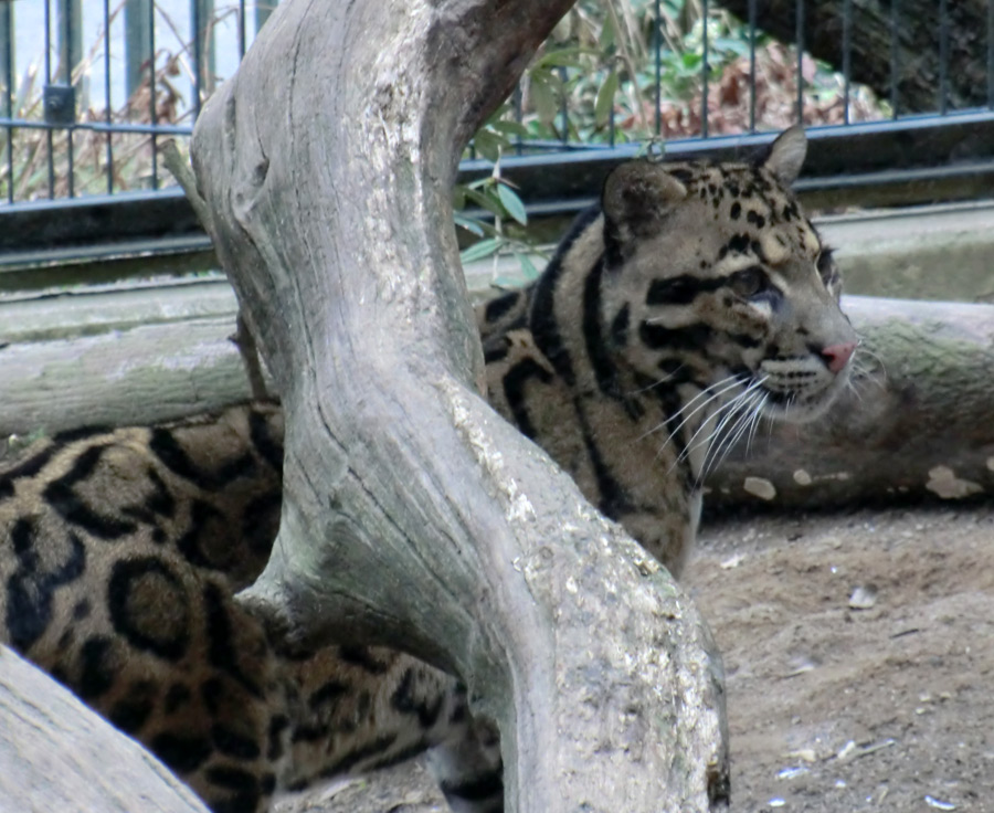 Nebelparder im Wuppertaler Zoo im März 2012