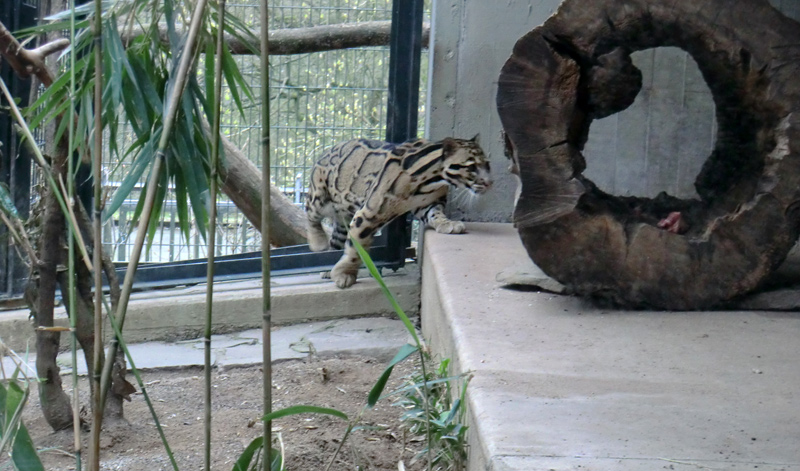 Nebelparder im Zoo Wuppertal im März 2012