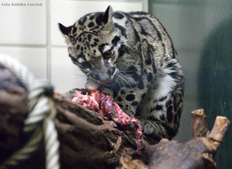 Nebelparder im Zoo Wuppertal im April 2012 (Foto Ambika Fanclub)