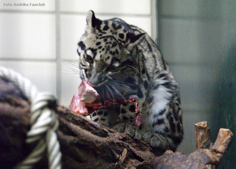 Nebelparder im Zoologischen Garten Wuppertal im April 2012 (Foto Ambika Fanclub)