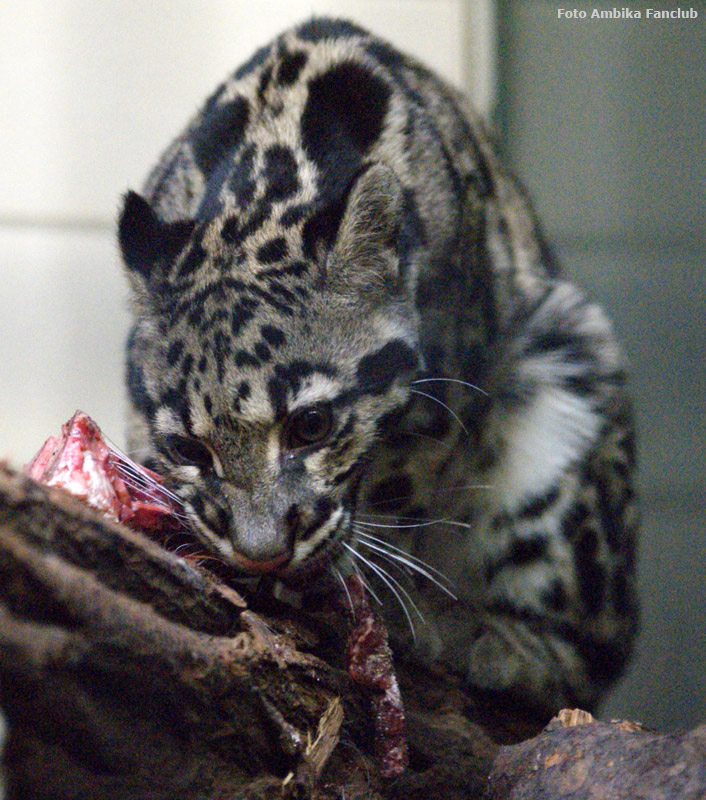 Nebelparder im Wuppertaler Zoo im April 2012 (Foto Ambika Fanclub)