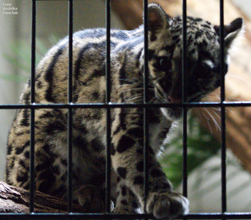 Nebelparder im Wuppertaler Zoo im April 2012 (Foto Ambika Fanclub)