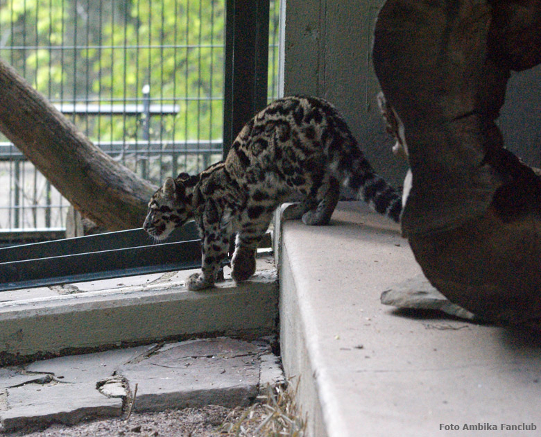 Nebelparder im Zoologischen Garten Wuppertal im April 2012 (Foto Ambika Fanclub)