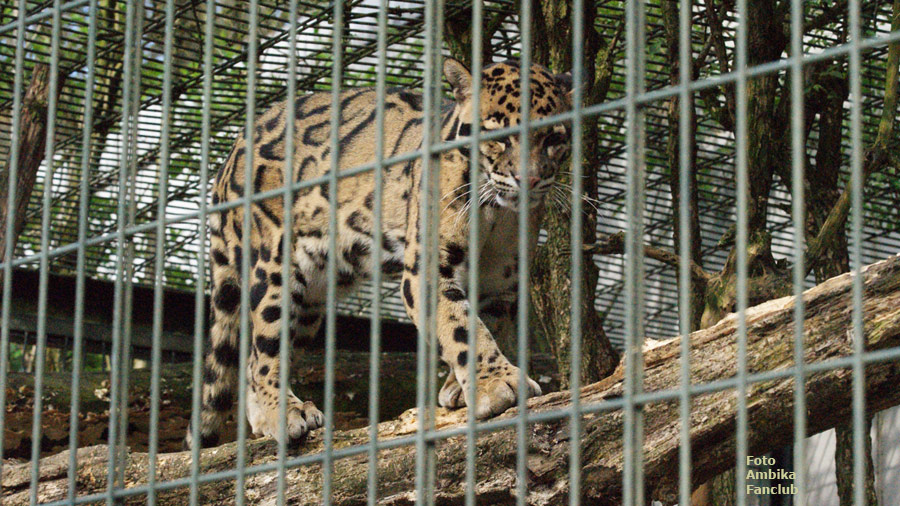 Nebelparder im Zoo Wuppertal im April 2012 (Foto Ambika Fanclub)