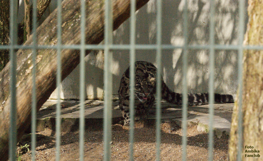 Nebelparder im Zoo Wuppertal im April 2012 (Foto Ambika Fanclub)