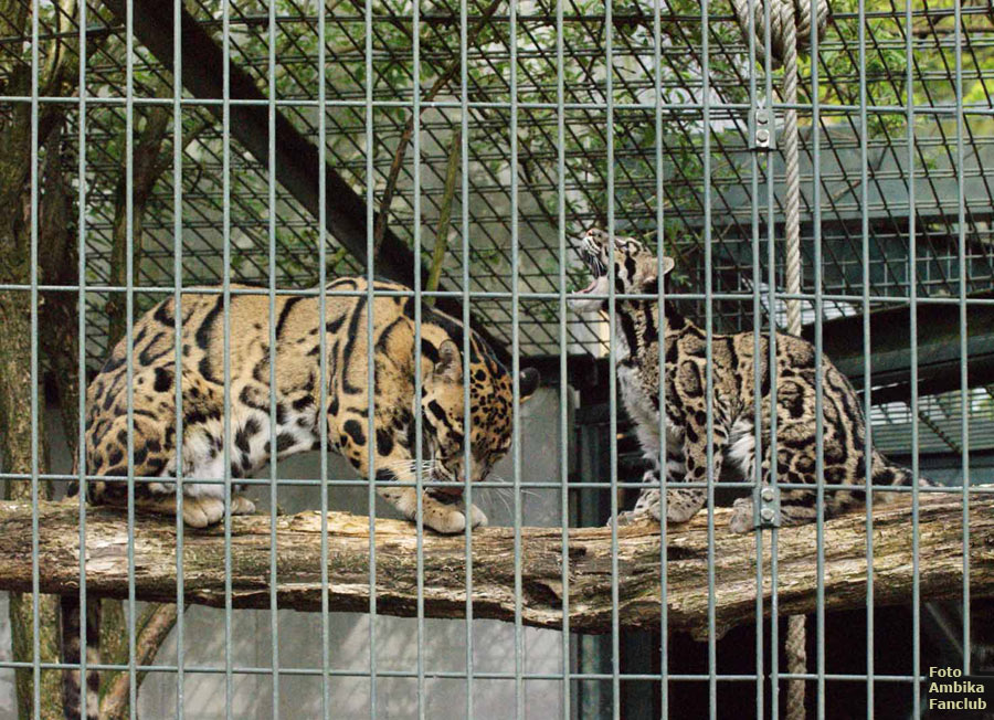 Nebelparder im Zoologischen Garten Wuppertal im April 2012 (Foto Ambika Fanclub)