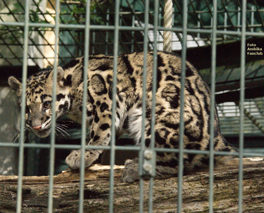 Nebelparder im Wuppertaler Zoo im April 2012 (Foto Ambika Fanclub)