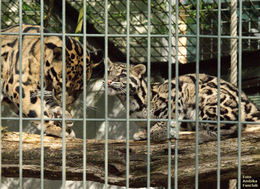 Nebelparder im Zoologischen Garten Wuppertal im April 2012 (Foto Ambika Fanclub)