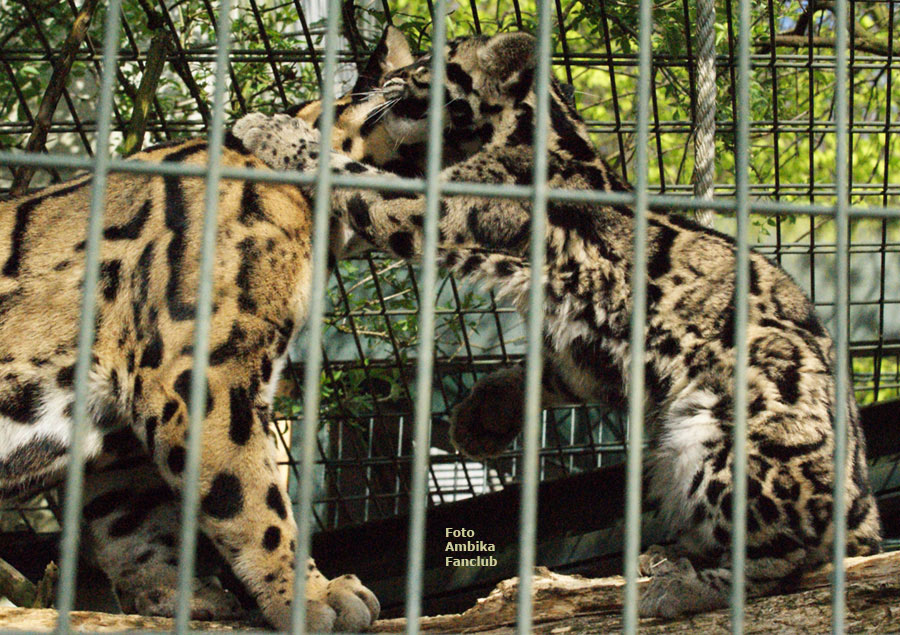 Nebelparder im Wuppertaler Zoo im April 2012 (Foto Ambika Fanclub)