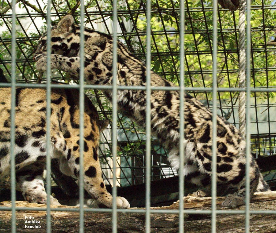 Nebelparder im Zoologischen Garten Wuppertal im April 2012 (Foto Ambika Fanclub)