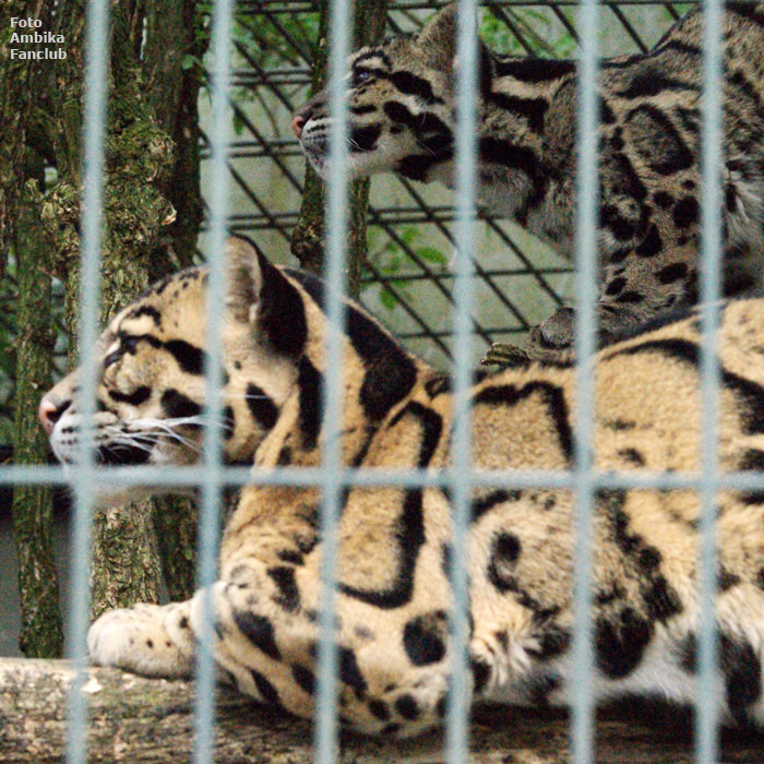 Nebelparder im Wuppertaler Zoo im April 2012 (Foto Ambika Fanclub)