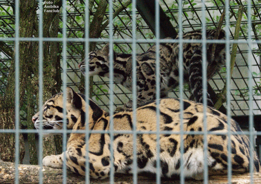 Nebelparder im Wuppertaler Zoo im April 2012 (Foto Ambika Fanclub)