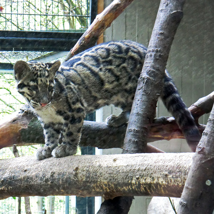 Nebelparder im Wuppertaler Zoo im November 2012