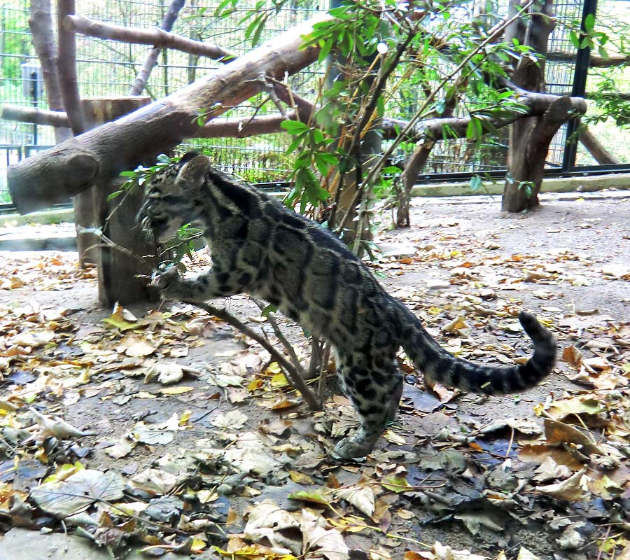 Nebelparder im Zoo Wuppertal im November 2012