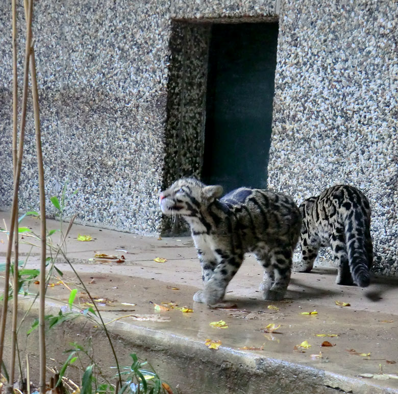 Nebelparder im Wuppertaler Zoo im November 2012